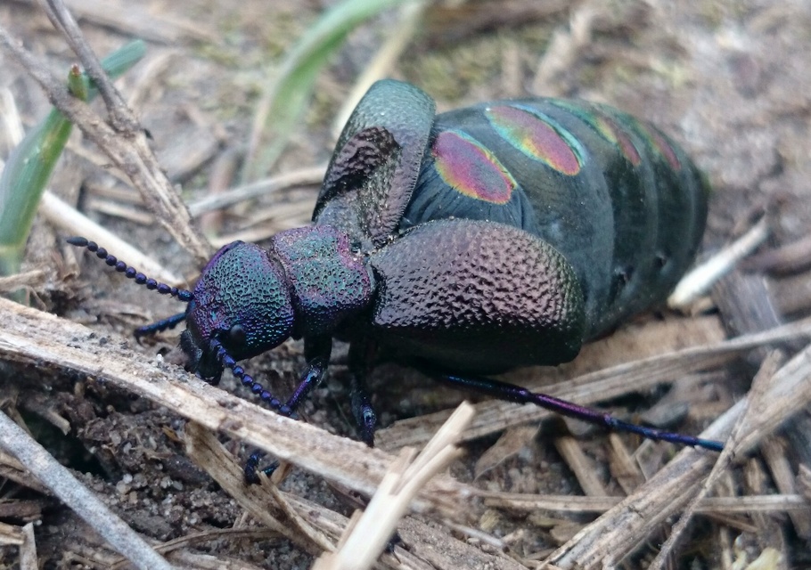 Meloe variegatus - pompás nünüke