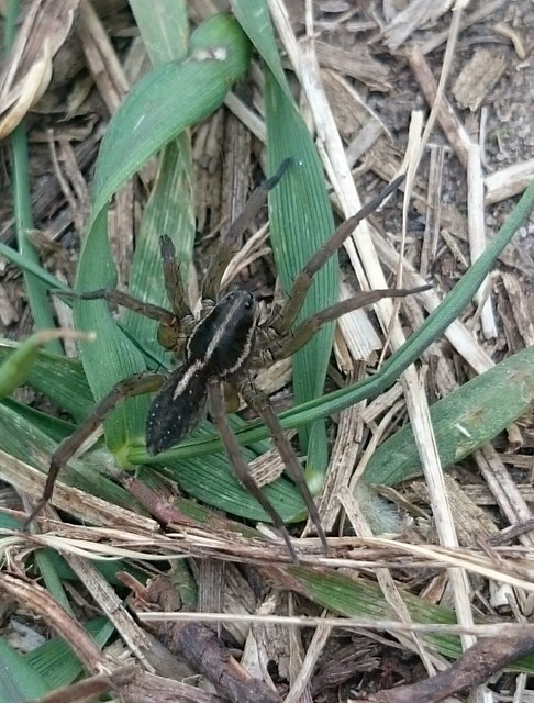 Trochosa robusta