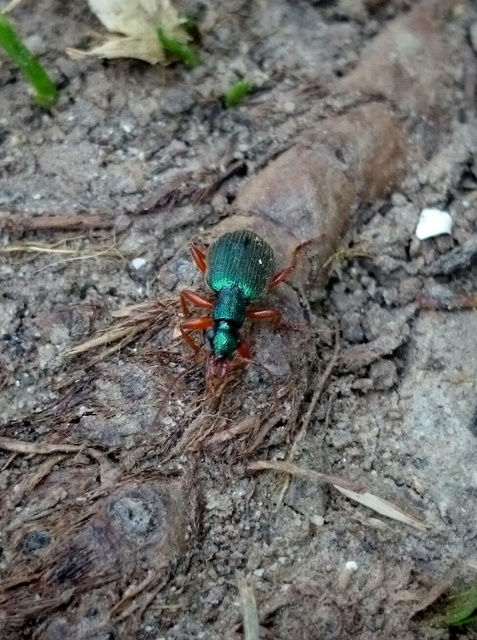 Drypta dentata - atlaszfutó