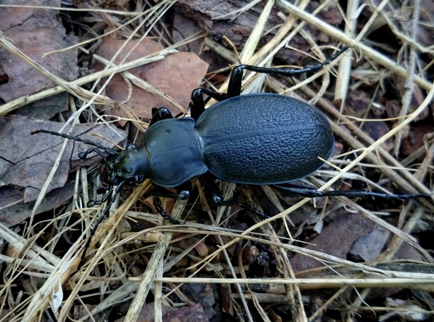 Carabus coriaceus - bőrfutrinka Carabus coriaceus - bőrfutrinka
