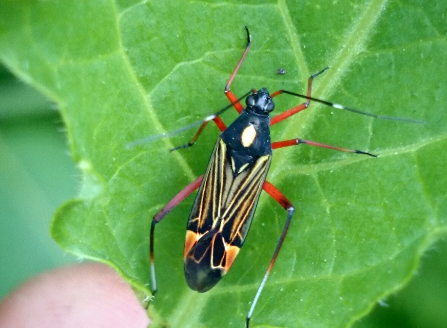 Miris striatus - sávos mezeipoloska