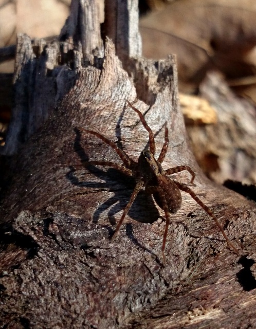 Pardosa lugubris - gyászfarkaspók