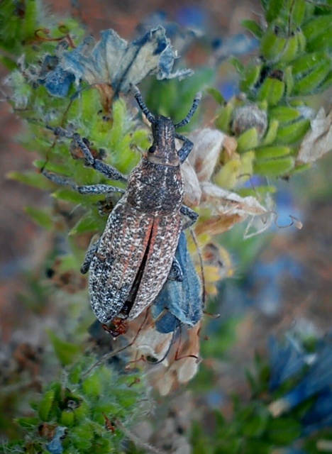 Rhabdorrhynchus echii - kígyósziszbarkó