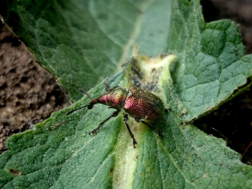 Rhynchites auratus - aranyos eszelény Rhynchites auratus - aranyos eszelény
