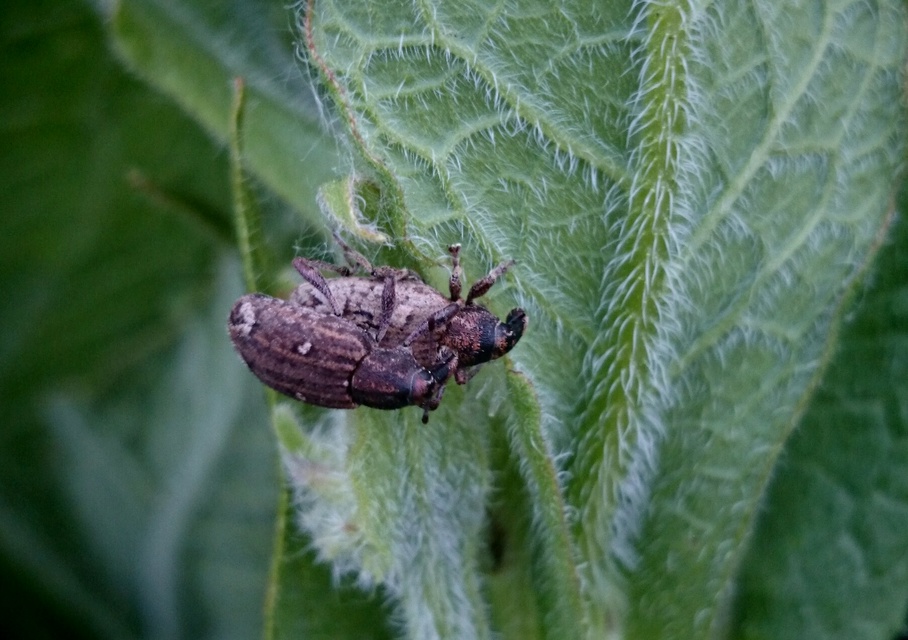 Graptus triguttatus - kárpáti nadálytőormányos