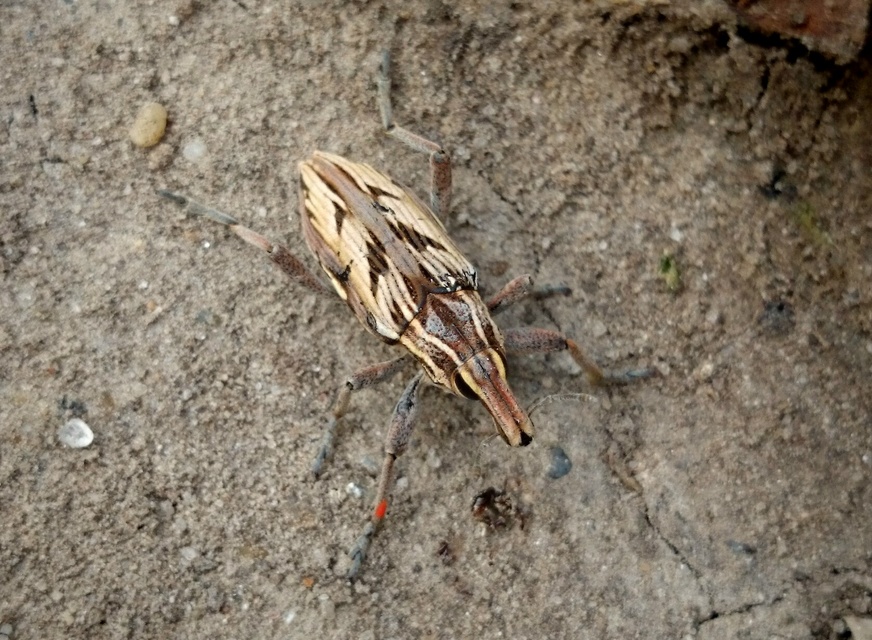 Coniocleonus nigrosuturatus - nyíljegyes barkó