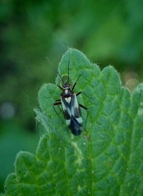 Grypocoris sexguttatus - hatpettyes díszpoloska Grypocoris sexguttatus - hatpettyes díszpoloska