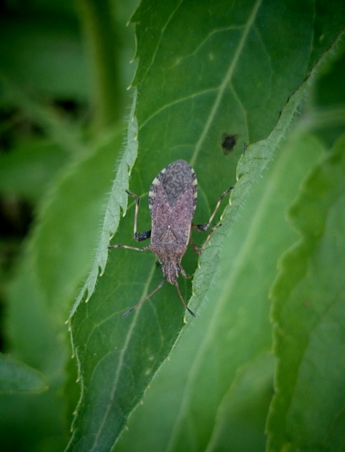 Ceraleptus gracilicornis - tüskéslábú karimáspoloska
