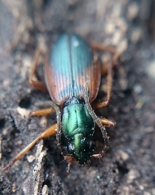 Anchomenus dorsalis - hátfoltos kisfutó