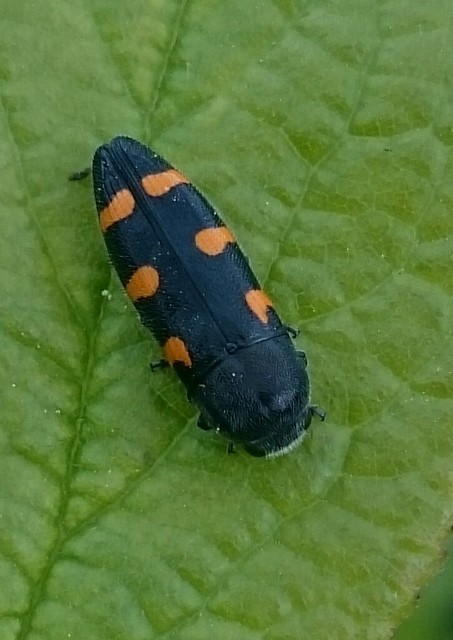 Ptosima undecimmaculata - sárgafoltos díszbogár