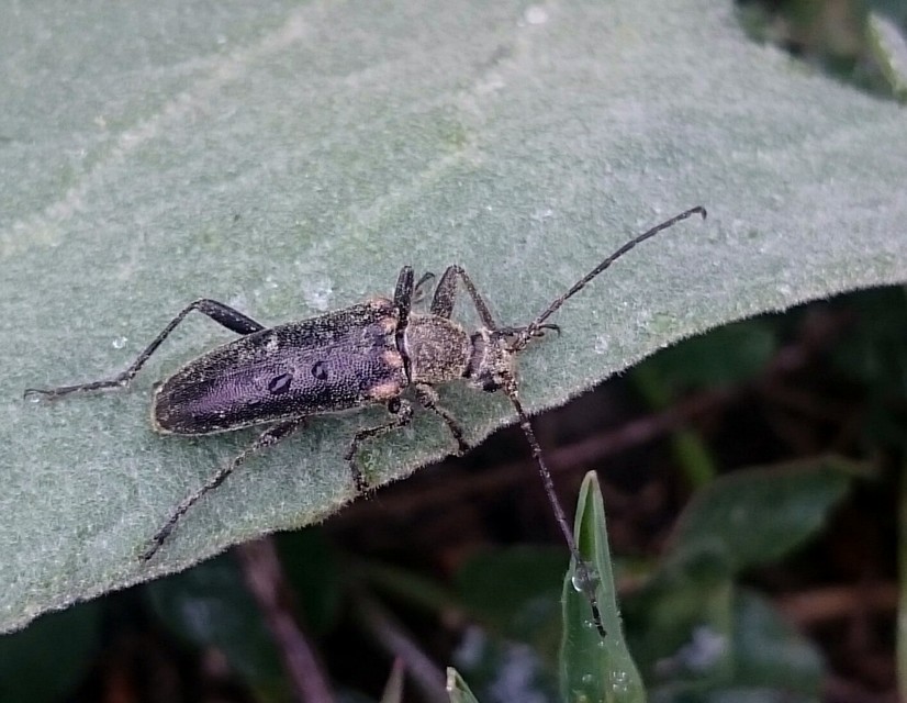 Cortodera humeralis - négyfoltos cserjecincér