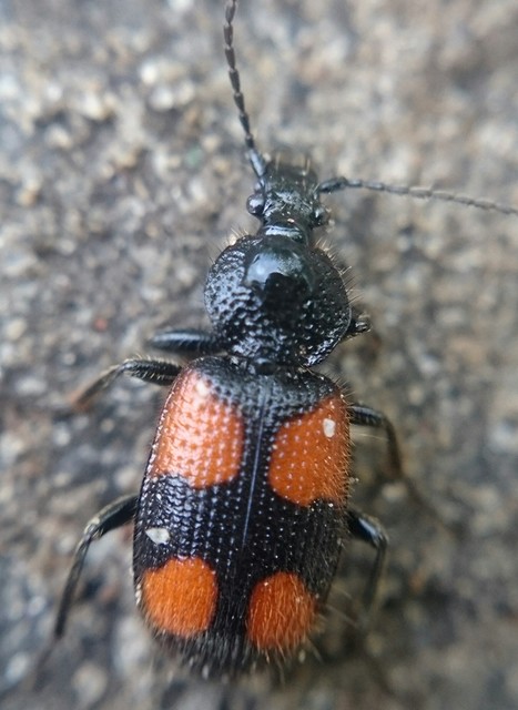 Panagaeus bipustulatus - kis keresztesfutó