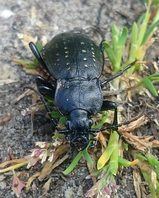 Carabus hortensis - aranypettyes futrinka Carabus hortensis - aranypettyes futrinka