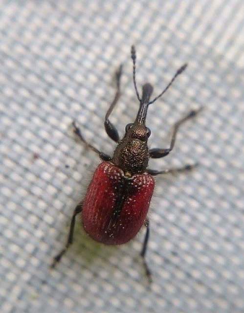 Tatianaerhynchites aequatus - piros kökényeszelény