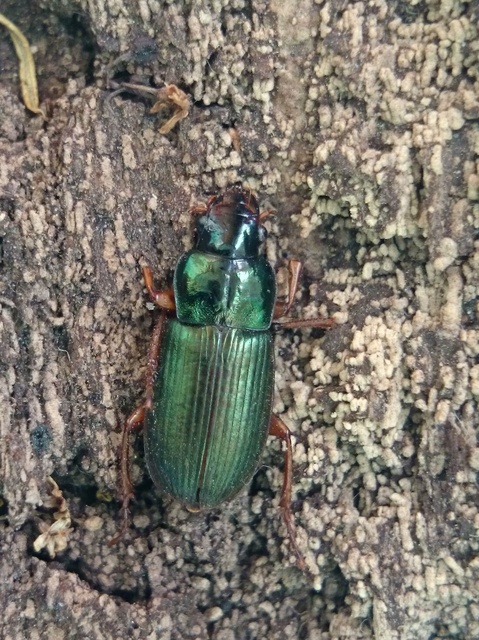 Harpalus affinis - szőrösszárnyú lomhafutó
