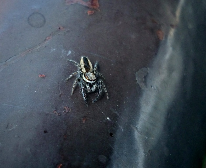 Pseudicius encarpatus - kéregugrópók