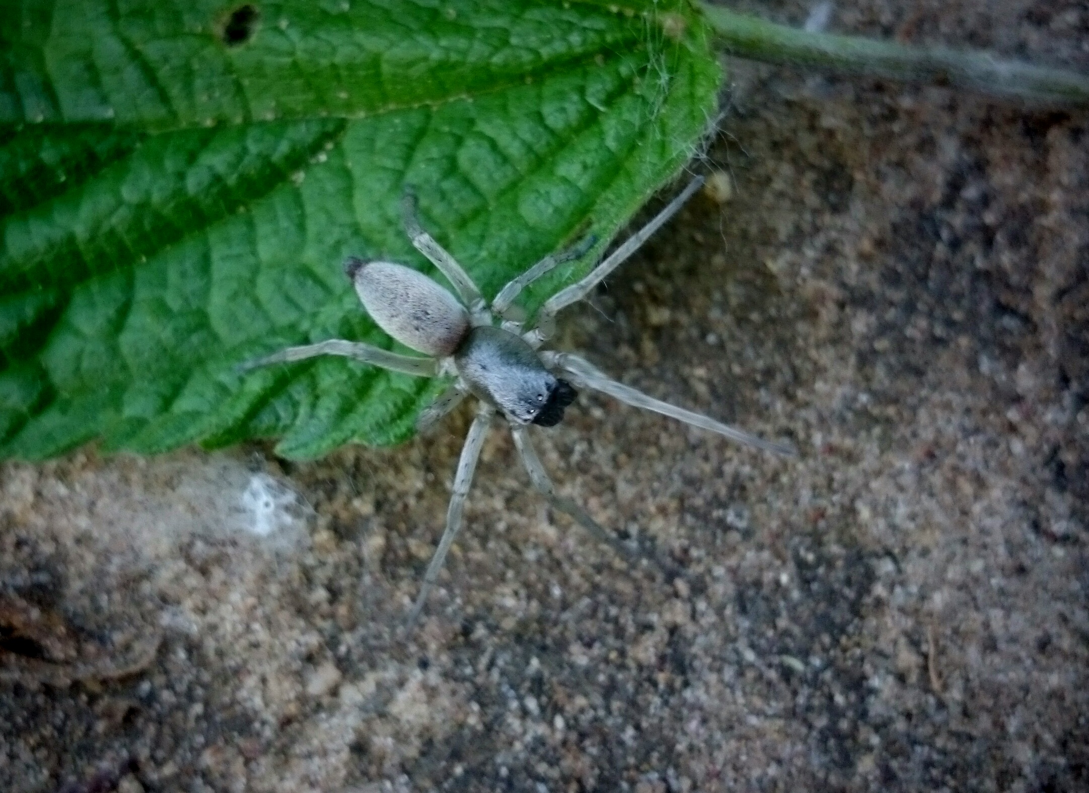 Clubiona pseudoneglecta