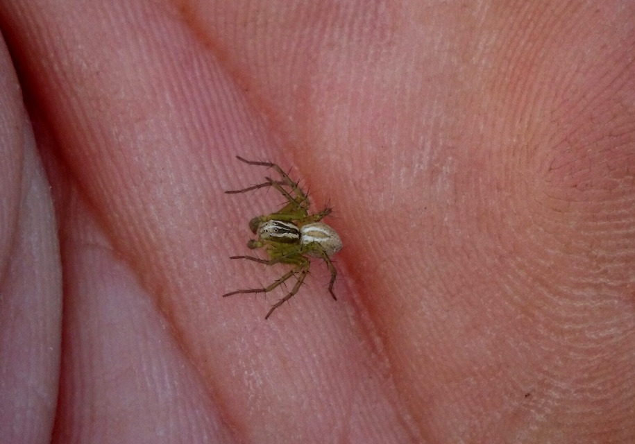 Oxyopes heterophthalmus - homoki hiúzpók