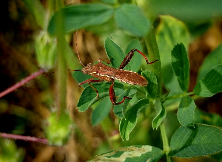 Camptopus lateralis - görbelábú karimáspoloska