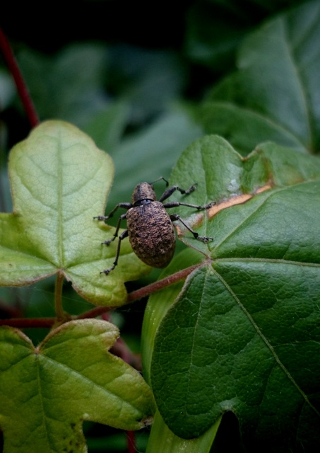 Liophloeus tessulatus - kockás barabolyormányos