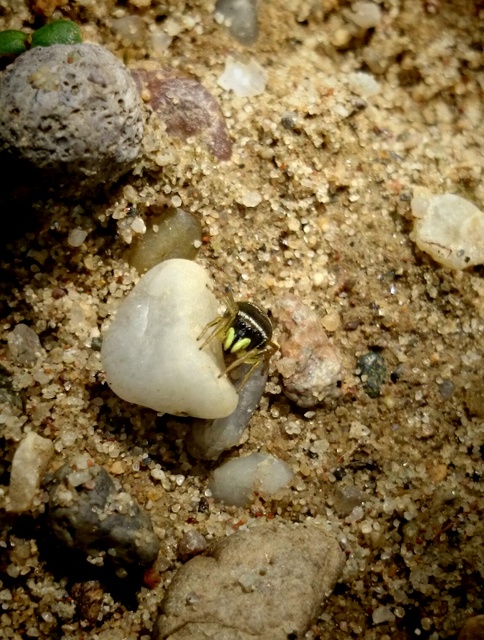 Heliophanus dubius