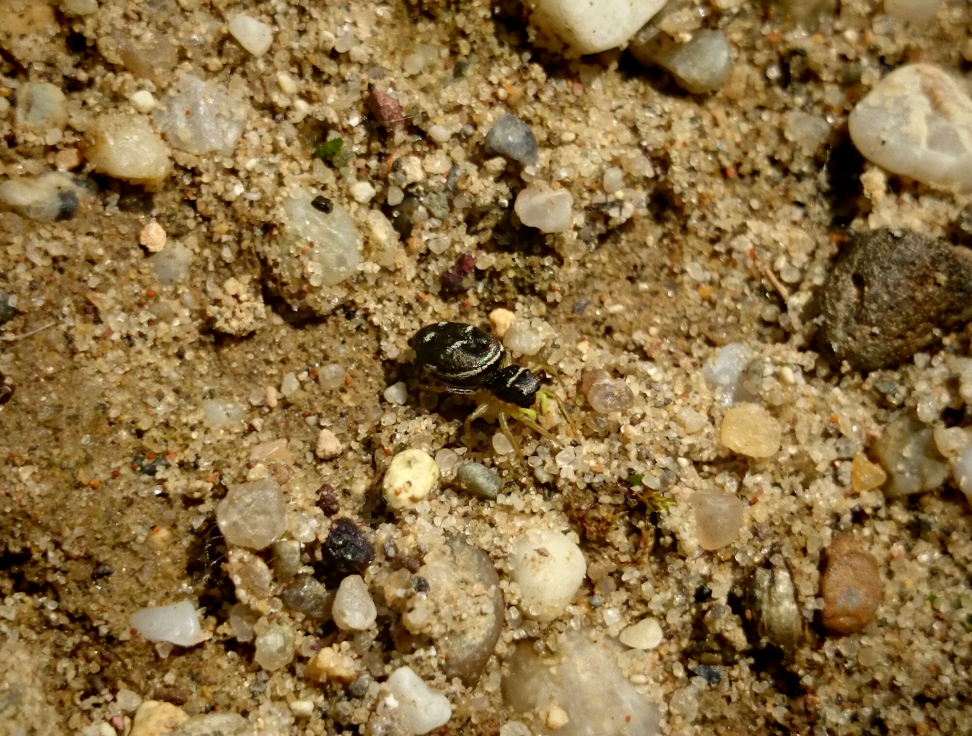 Heliophanus dubius