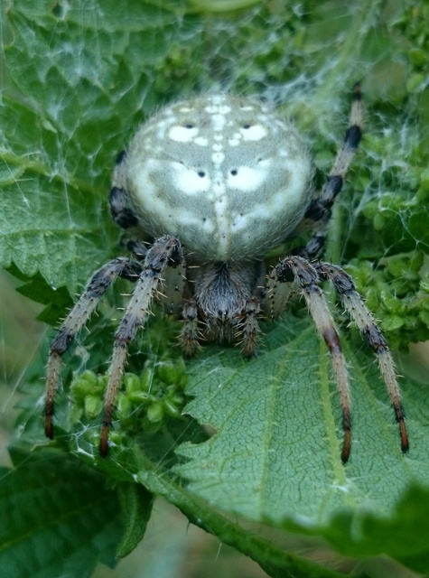 Araneus quadratus - négyes keresztespók