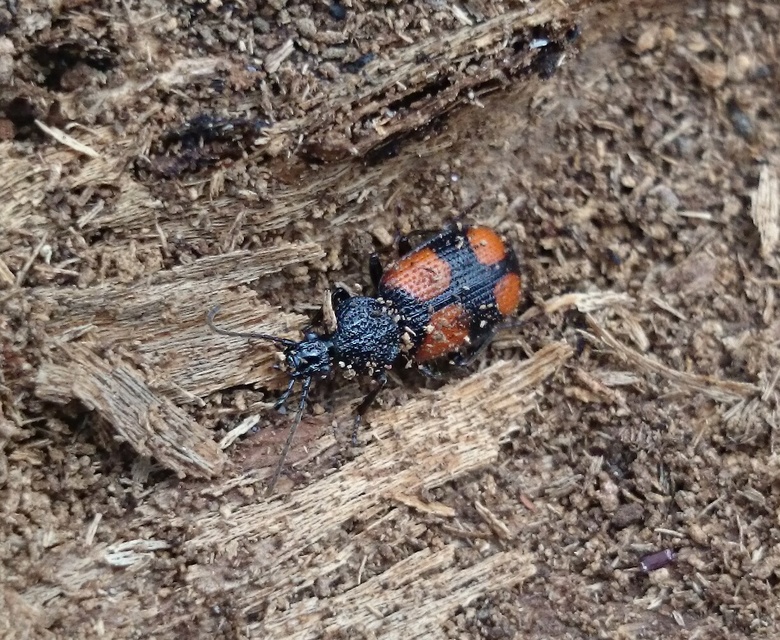 Panagaeus bipustulatus - kis keresztesfutó