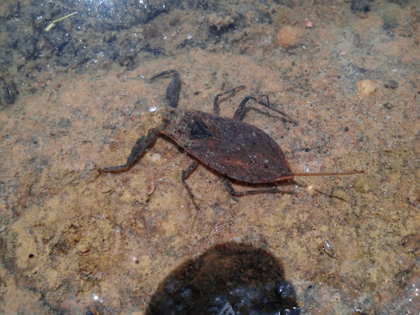 Nepa cinerea - víziskorpió