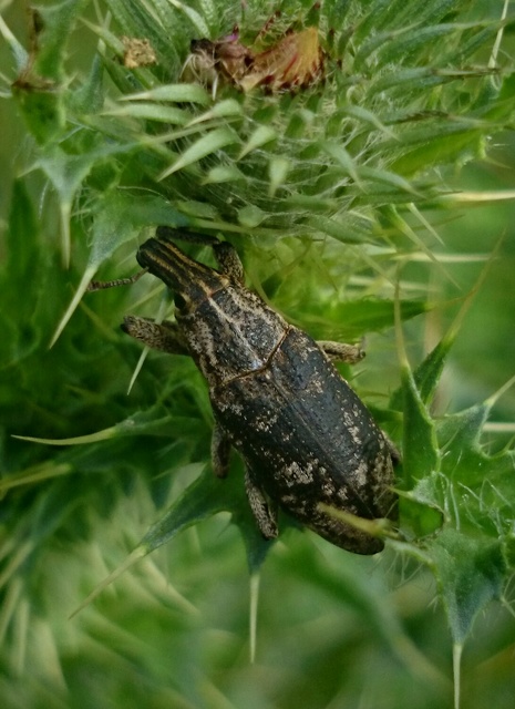 Cleonis pigra - közönséges bogáncsbarkó