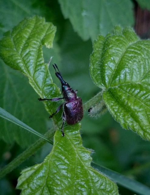 Rhynchites auratus - aranyos eszelény Rhynchites auratus - aranyos eszelény