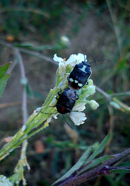 Eurydema oleracea - paréjpoloska Eurydema oleracea - paréjpoloska
