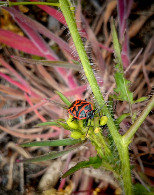 Eurydema ornata - díszespoloska Eurydema ornata - díszespoloska