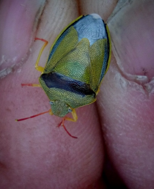 Piezodorus lituratus - bíboros címerespoloska Piezodorus lituratus - bíboros címerespoloska