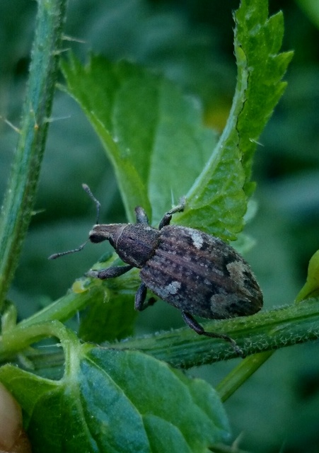 Graptus triguttatus - kárpáti nadálytőormányos
