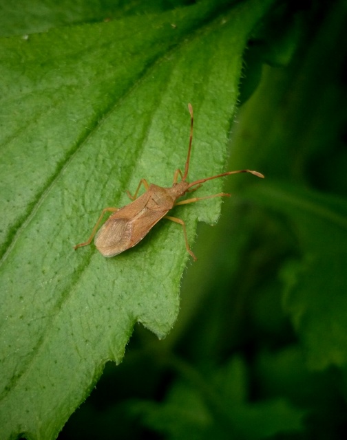 Gonocerus acuteangulatus - aranypetés karimáspoloska