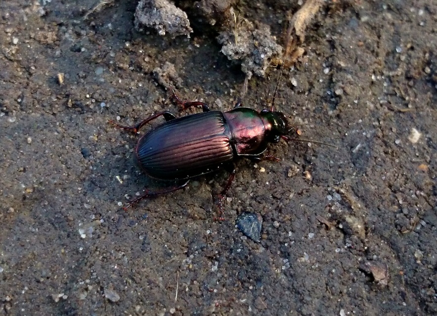 Harpalus distinguendus - mezei lomhafutó