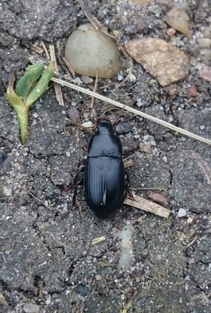 Harpalus serripes - fekete lomhafutó