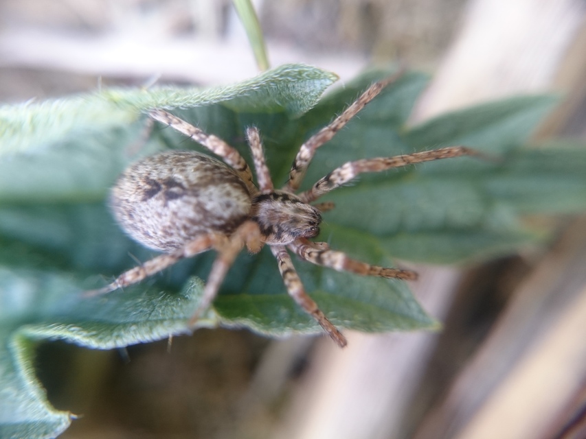 Anyphaena accentuata - jegyespók