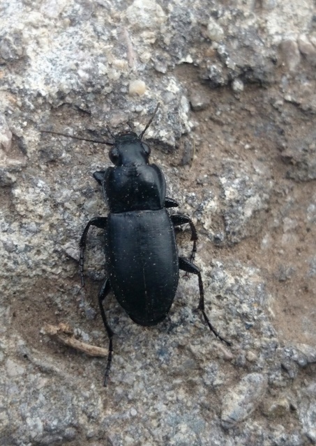 Poecilus punctulatus - pusztai gyászfutó