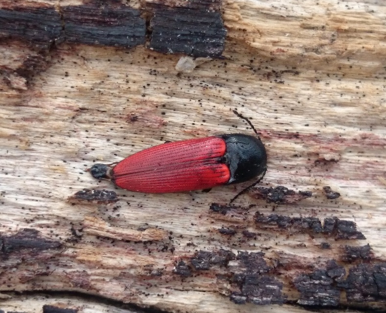 Ampedus rufipennis - vörösszárnyú pattanó