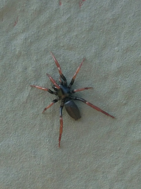 Trachyzelotes pedestris - vöröslábú gyászpók