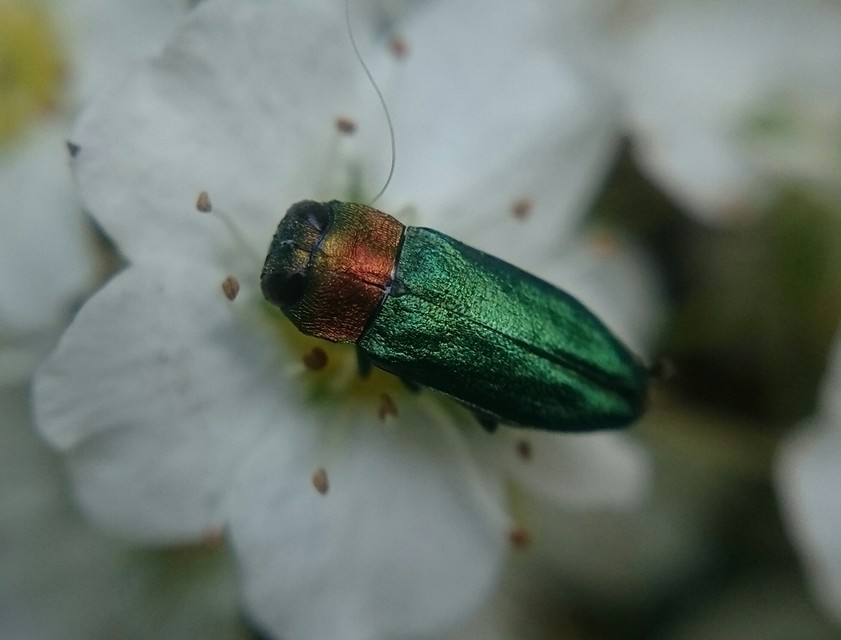 Anthaxia nitidula - ragyogó virágdíszbogár