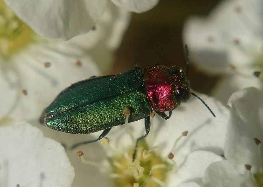 Anthaxia nitidula - ragyogó virágdíszbogár
