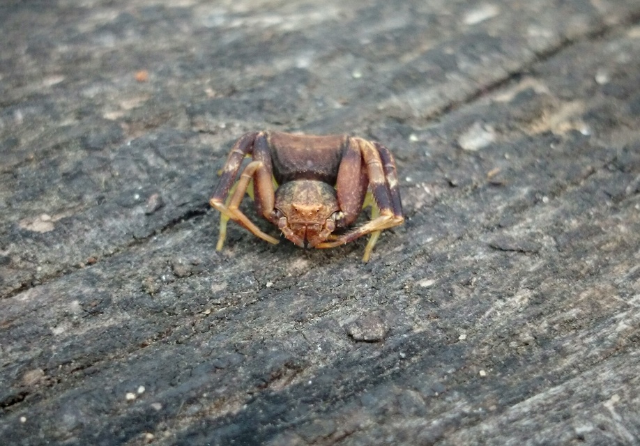 Pistius truncatus - csonka karolópók
