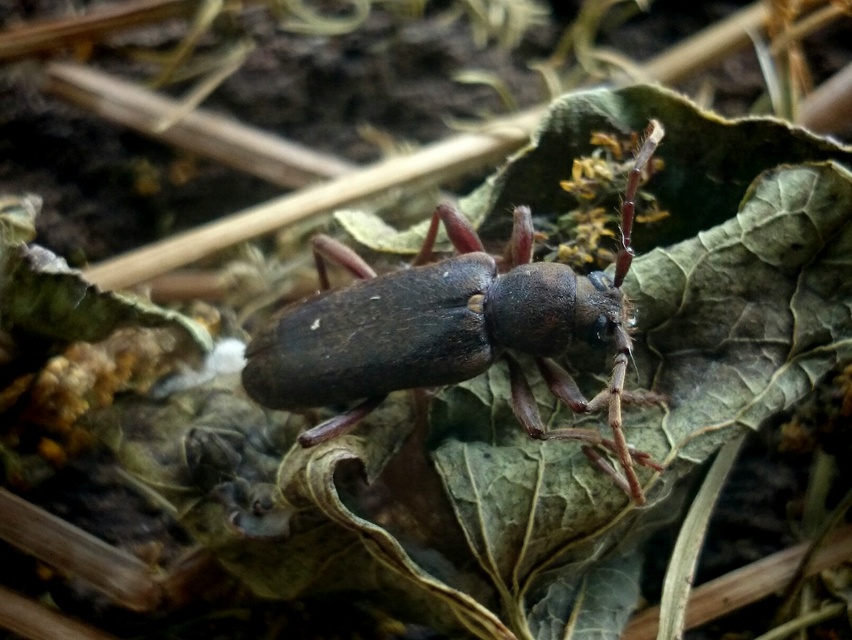 Trichoferus campestris - szállóvendég éjicincér