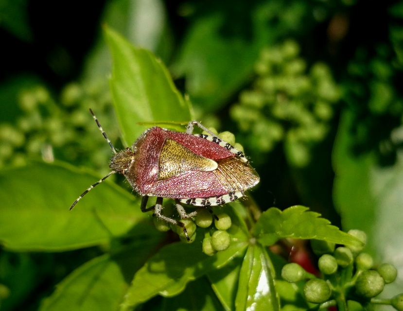 Dolycoris baccarum - közönséges bogyómászó-poloska Dolycoris baccarum - közönséges bogyómászó-poloska