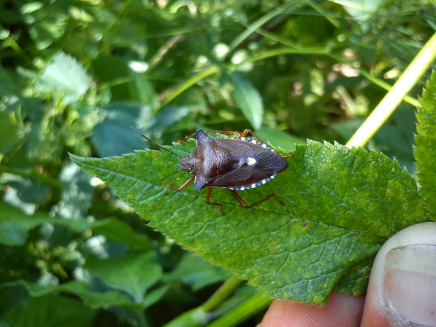 Pentatoma rufipes - vöröslábú címerespoloska Pentatoma rufipes - vöröslábú címerespoloska
