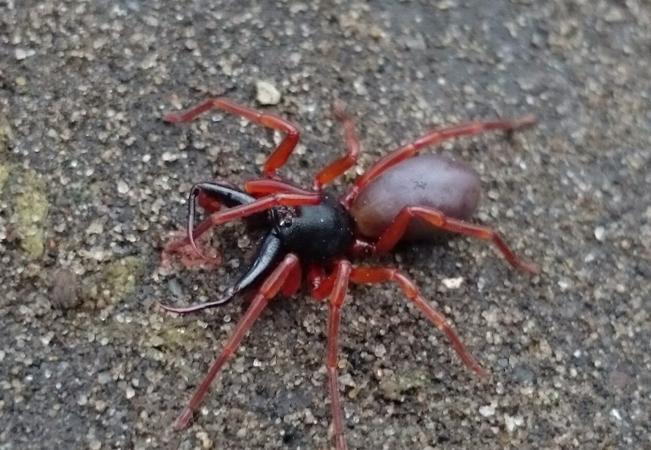 Dysdera lata