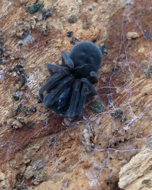 Amaurobius ferox - nagy eretnekpók